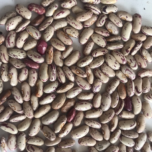 嫩江市东北奶花芸豆统货