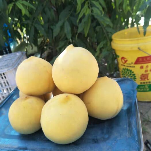 邢台黄金蜜桃