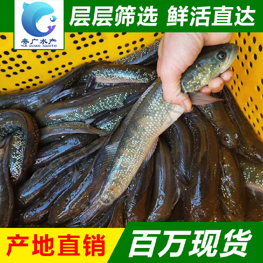 七星鱼苗花星鱼 山斑鱼苗 量大从优 免费送货 货到付款