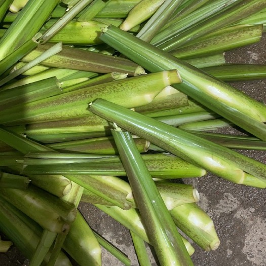 茭白，美人茭