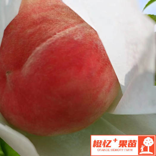 晚湖锦桃树苗（水蜜桃系列）【批发+零售】橙忆家果苗基地自育果