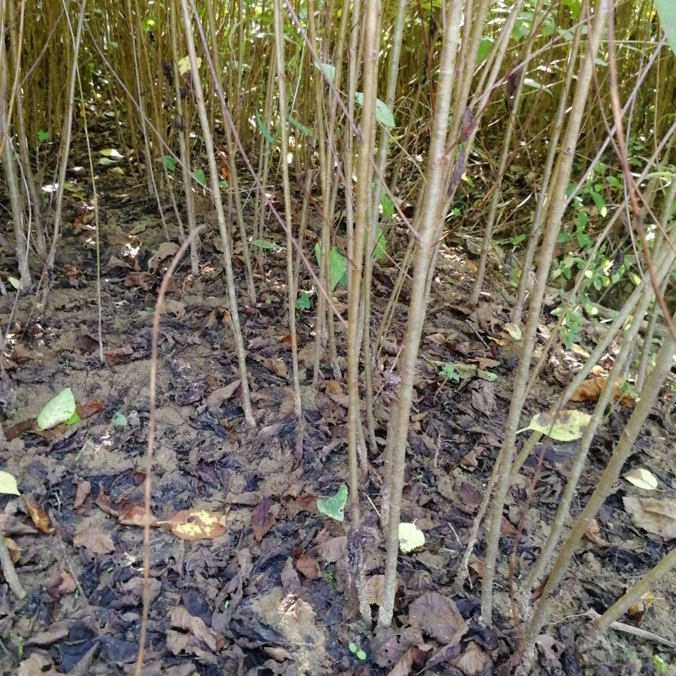 大青叶樱桃苗实生苗樱桃砧木毛樱桃苗嫁接专用樱桃砧木野生樱桃苗