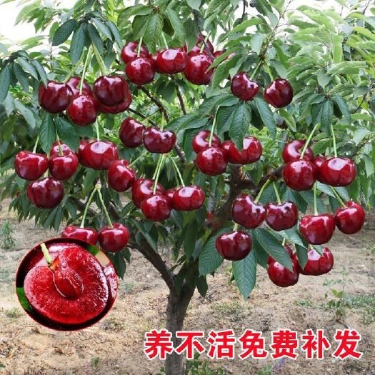 临沭县樱桃树苗正宗车厘子盆栽地栽当年结果嫁接大果耐寒包活南北方种植