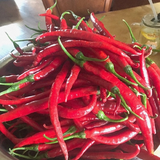 杭锦后旗线椒，朝天椒，小米辣，艳椒