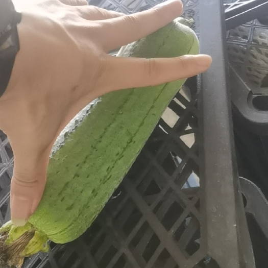 南平精品肉丝瓜