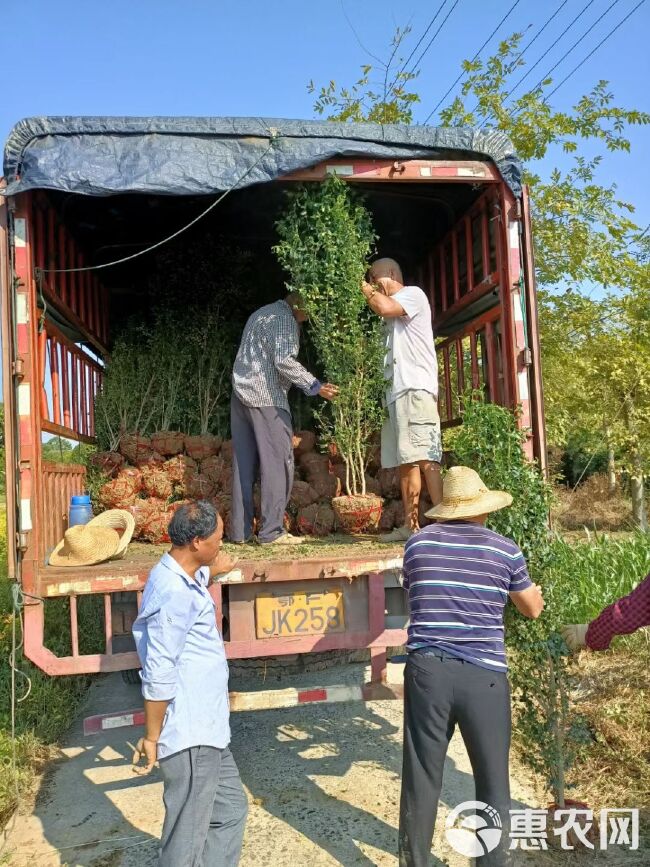 毛叶丁香柱，小叶女贞柱基地直销