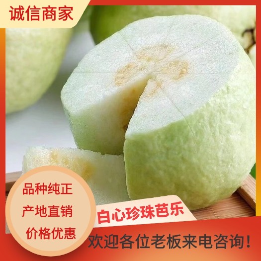 平和县福建漳州白心珍珠芭乐现摘当季新鲜水果番石榴清甜脆爽