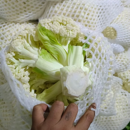 兰州精品花菜