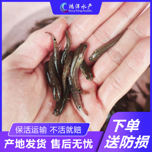 七星鱼苗山斑鱼苗产地发货量大包邮