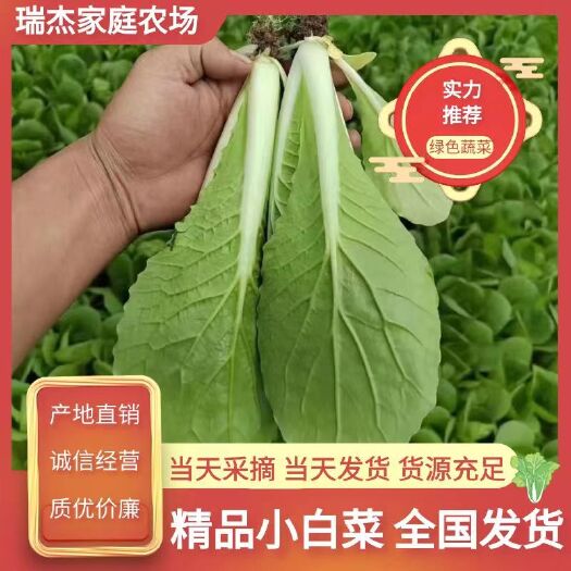 奶白菜 快菜 毛白菜 小白菜全年不断货,供商超 批发商