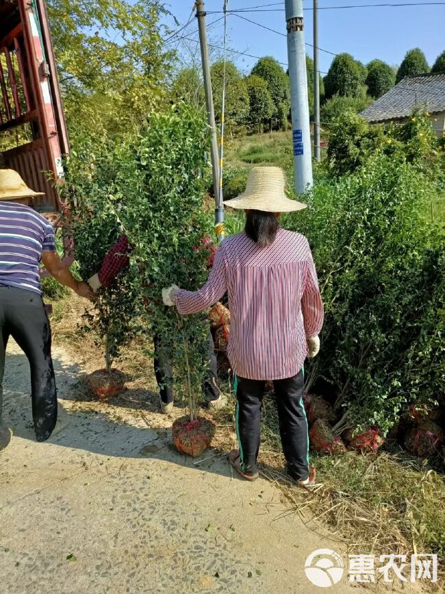 毛叶丁香柱，小叶女贞柱基地直销