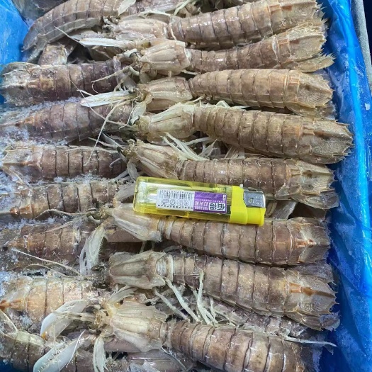 北海活冻皮皮虾，椒盐皮皮虾非常好吃适合各大饭店，酒店使用
