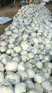 邯郸精品散花 大量上市，产地直发，量大从优，价格随行就市，
