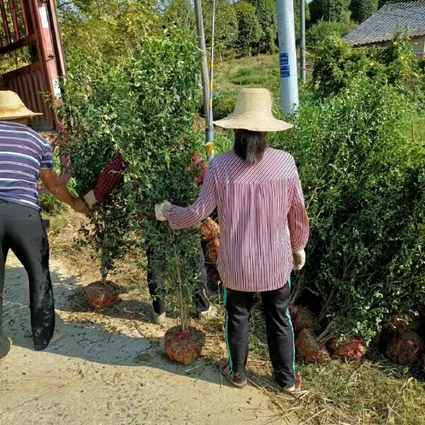 毛叶丁香柱，小叶女贞柱基地直销