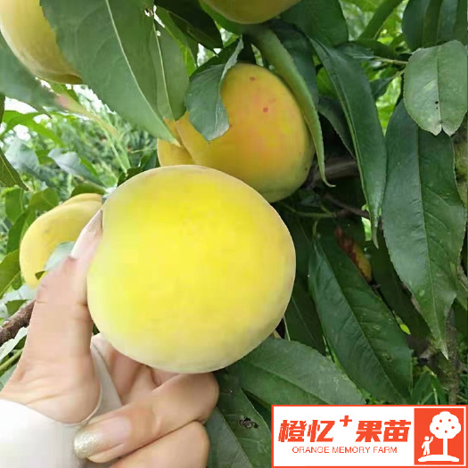 锦绣黄桃树苗【批发+零售】橙忆家果苗基地供应