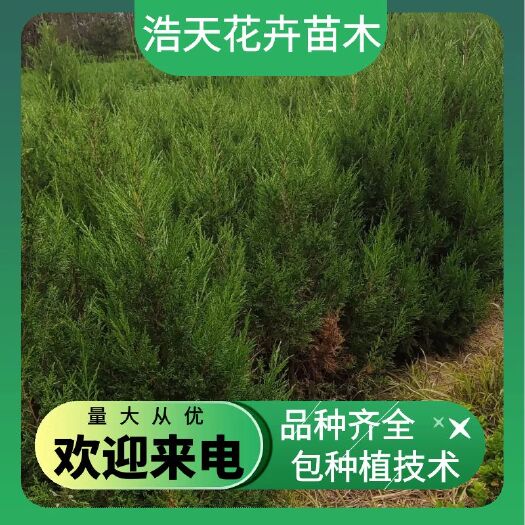 沭阳县河南桧柏 塔柏基地农户价大量现货销售 各种规格都有