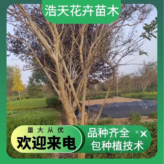 沭阳县紫薇，紫薇树苗，大量现货供应！可以看苗起苗