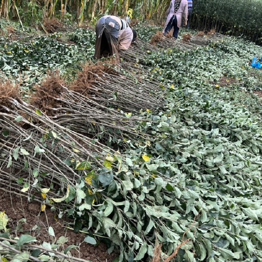 昭通云南红露苹果苗、云南苹果苗、云南昭通苹果苗