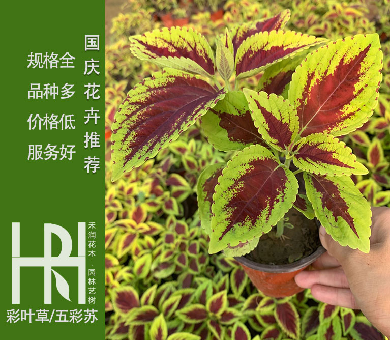 彩叶草批发，彩叶草基地，五彩苏价格