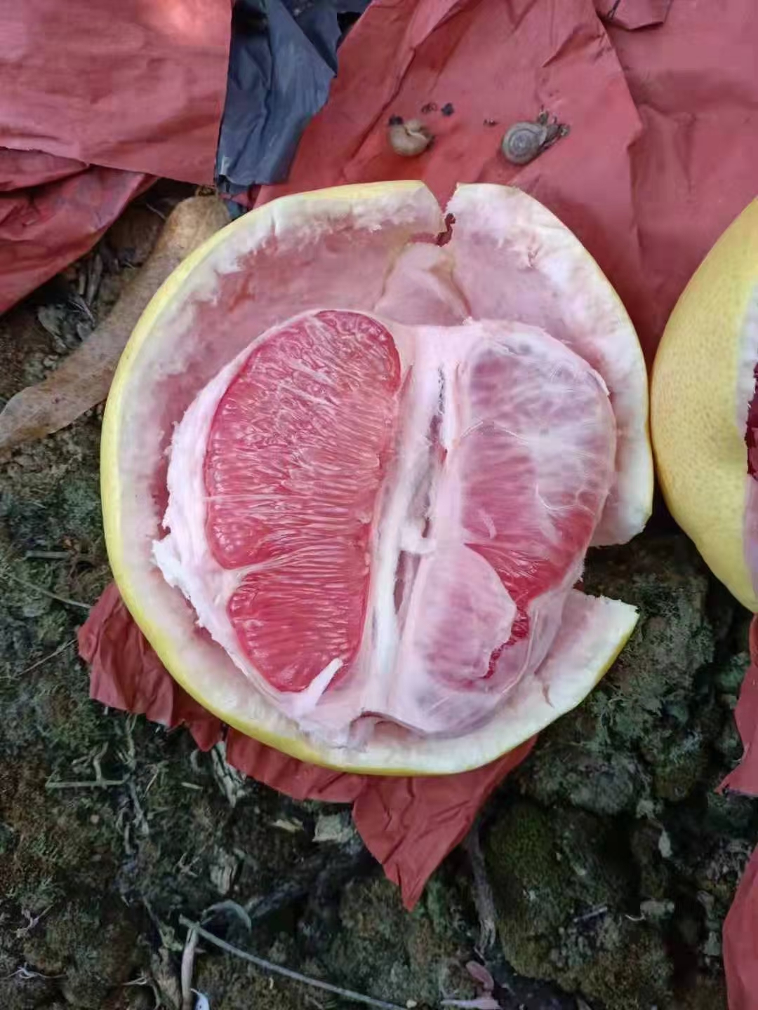 湖北宜昌琯溪红柚白柚蜜柚产地！一手货源，保质保量