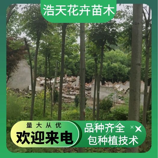 沭阳县南栾  栾树大量现货供应各种规格栾树3～20公分