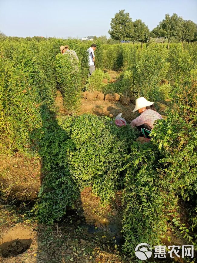 毛叶丁香柱，小叶女贞柱基地直销