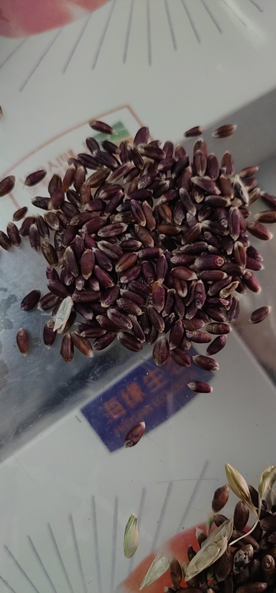 血麦高筋饺子面粉