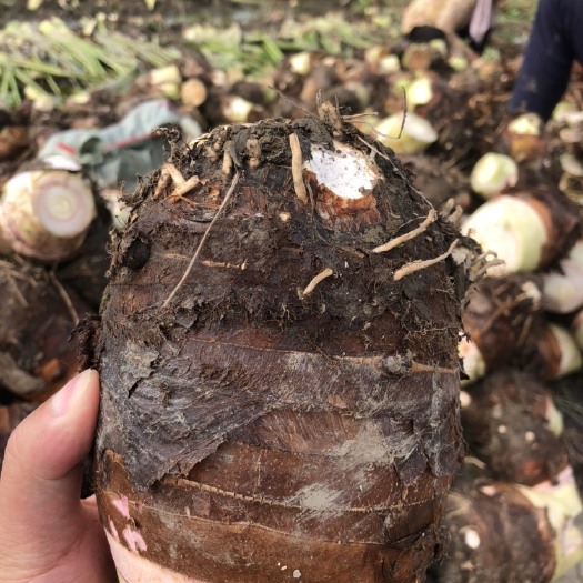 广西芋头 万亩基地 大量现货 香芋 槟榔芋 荔浦芋头￼