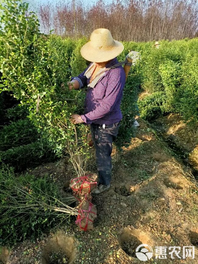 毛叶丁香柱，小叶女贞柱基地直销