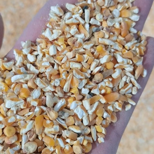 肥东县碎玉米，玉米碎，玉米下脚料，净粮碎玉米