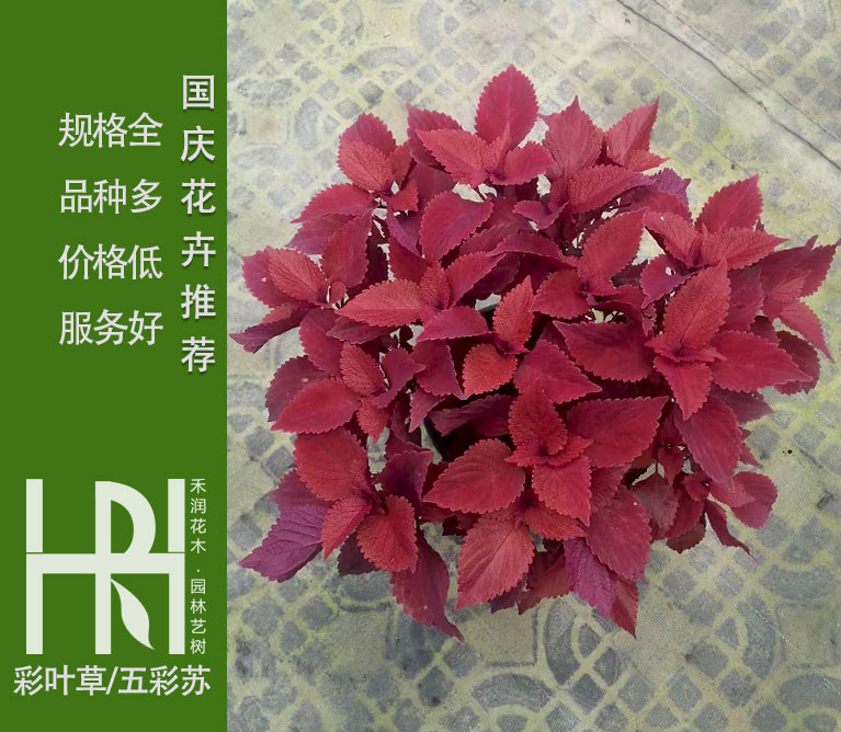 彩叶草批发，彩叶草基地，五彩苏价格