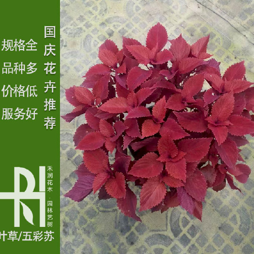 成都彩叶草批发，彩叶草基地，五彩苏价格