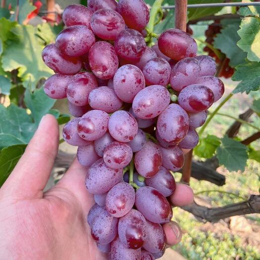 【好消息】红提，克伦生葡萄自家果园基地500亩已经成熟