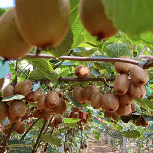 平邑县徐香猕猴桃苗品种纯正 根系发达  。保品种提供技术支持