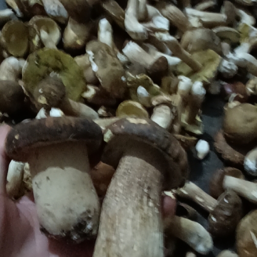 安康野生牛肝菌