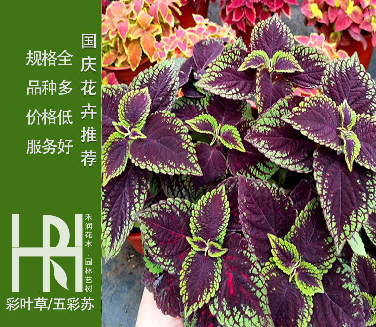 彩叶草批发，彩叶草基地，五彩苏价格