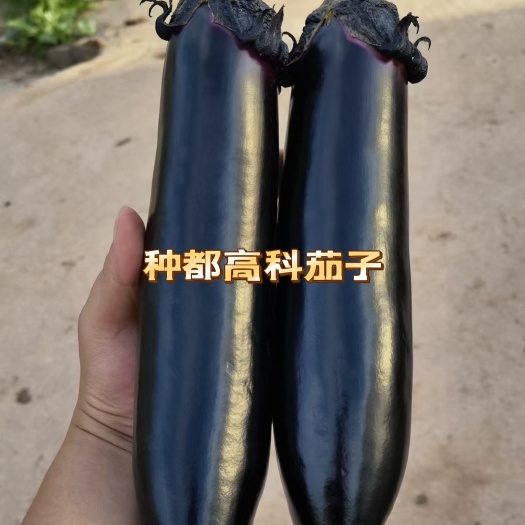 成都茄子种子/种都高科