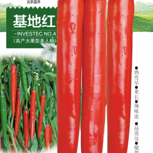 文山市美人椒