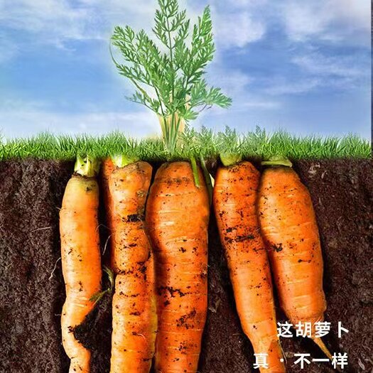 正镶白旗二红胡萝卜
