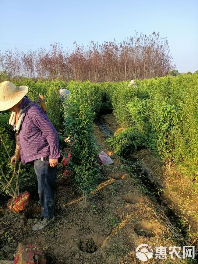 毛叶丁香柱，小叶女贞柱基地直销