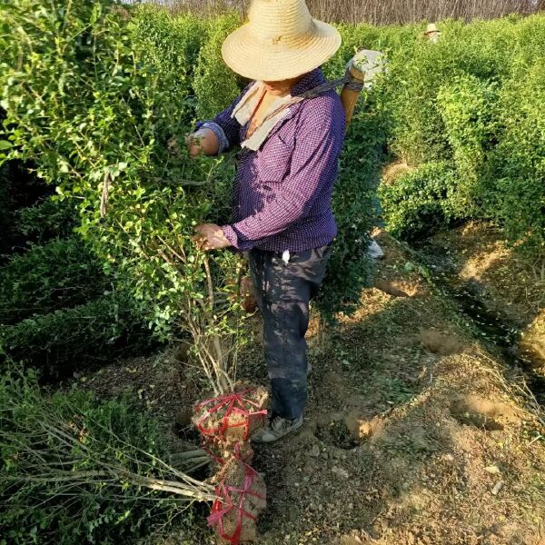 毛叶丁香柱，小叶女贞柱基地直销