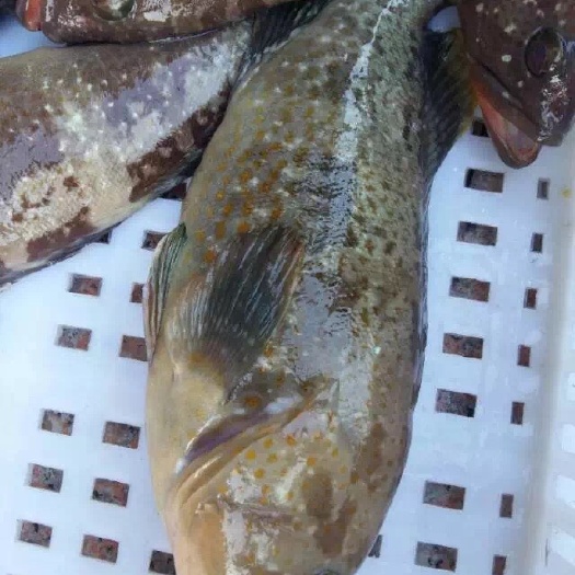 斑点石斑鱼