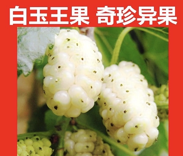 平邑县白玉王桑苗抗病耐寒量大优惠抗病性强现挖现发