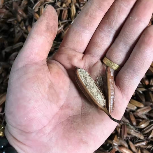 池州白及 紫花三叉白芨果荚，按个卖，可视频看货