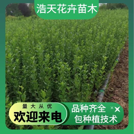 沭阳县胶东卫矛  卫矛苗 规格齐全 基地直供 包技术  欢迎订购