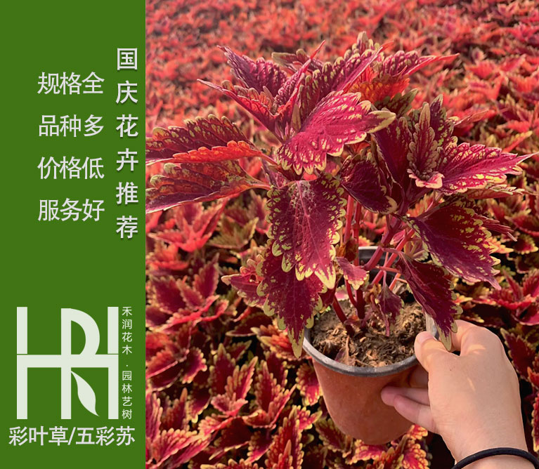 彩叶草批发，彩叶草基地，五彩苏价格