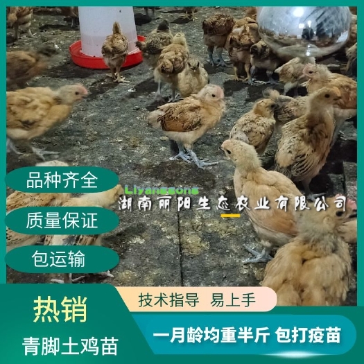 土鸡苗 脱温青脚土鸡苗另有五黑鸡乌鸡苗多产绿壳蛋散养走地土鸡