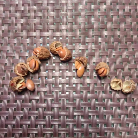 商洛双仁酸枣树苗