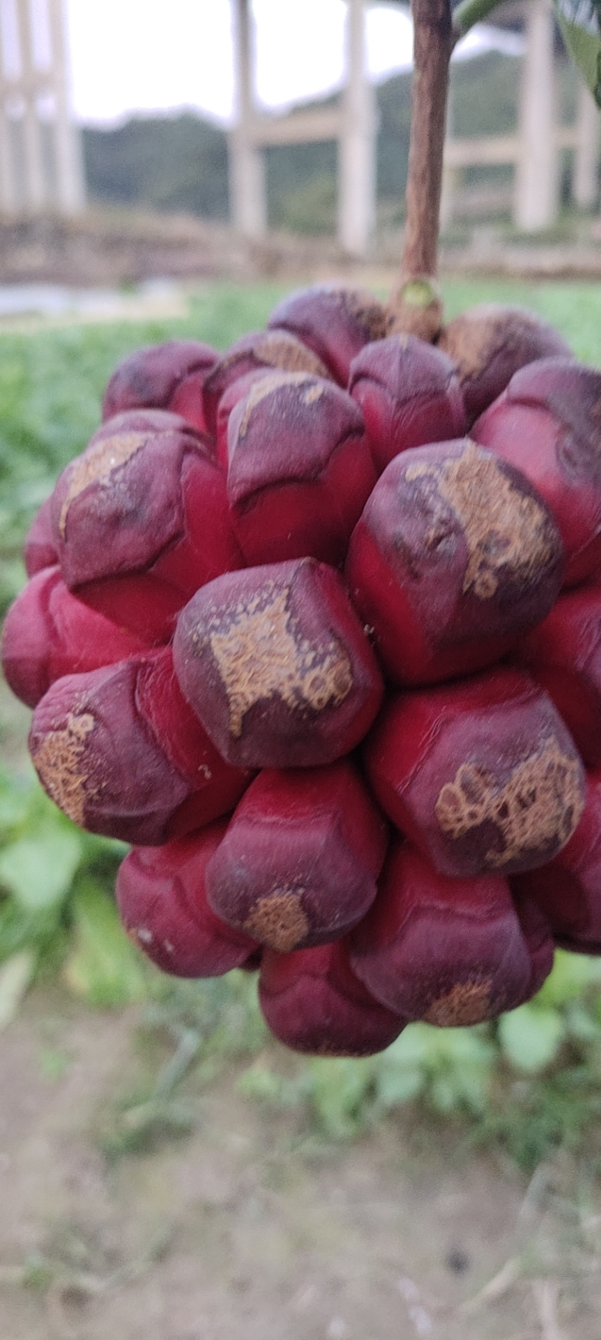 绿洲天天然猕猴桃