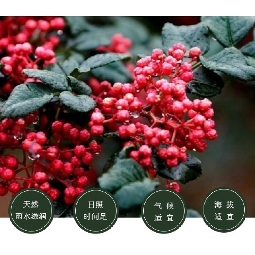 中牟县2022新武都大红袍干红麻椒，食用调料，又麻又香